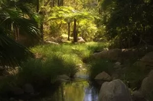 Images Dated 2nd January 2000: Tree ferns, Moss Garden, Carnarvon Gorge, Carnarvon National Park, Queensland
