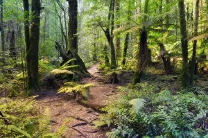 Tree Fern Prints: Tree ferns and myrtle beech trees in the temperate rainforest, Yarra Ranges National Park