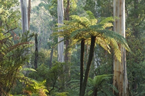 Fern Prints: Tree ferns, Yarra Ranges National Park, Victoria, Australia, Pacific
