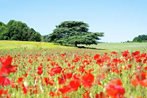 Weekend Getaway Prints: A tree in a field of poppies in Kent, England, United Kingdom, Europe