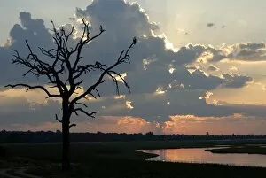 Tree with fish eagle at sunset, Chobe National Park, Botswana, Africa