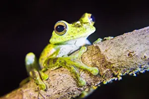 Black Background Prints: Tree frog in the Mashpi Cloud Forest area of the Choco Rainforest, Pichincha Province