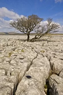 Tree growing through the Limestone pavement of White Scars, Yorkshire Dales National Park