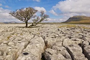 L Imestone Prints: Tree growing through the limestone of White Scars, Ingleton, Yorkshire Dales National Park