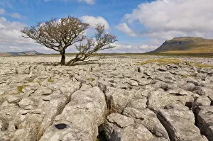 Yorkshire Collection: Tree growing through the limestone of White Scars, Ingleton, Yorkshire Dales National Park