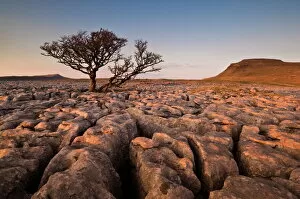 Tree growing through the limestone of White Scars at sunset, Ingleton, Yorkshire Dales National Park, England
