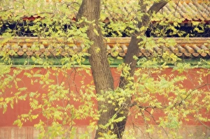 Autumnal Leaves Prints: Tree and historic building, Yiheyuan (Summer Palace), Beijing, China, Asia