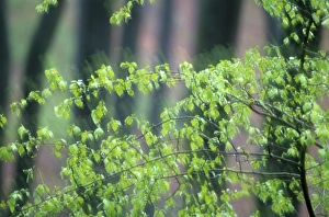 Leave Prints: Tree leaves in spring time