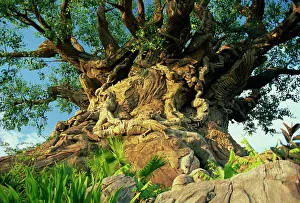 Animal Kingdom Prints: The Tree of Life, Animal Kingdom, Disneyworld, Orlando, Florida, United States of America