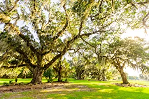 The Tree of Life in Audubon Park, New Orleans, Louisiana, United States of America