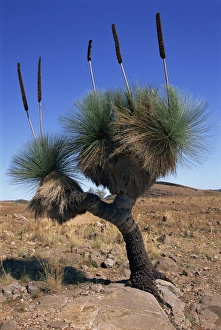 Arid Landscape Prints: Tree-like yakka plant, Flinders Range, South Australia, Australia, Pacific