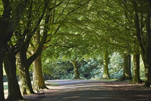 Bristol Prints: A tree-lined avenue in Clifton, Bristol, England, United Kingdom, Europe