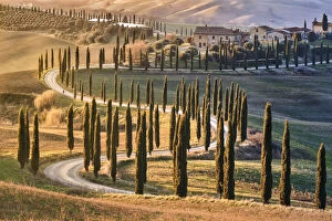 Rural Road Collection: Tree-lined avenue with cypresses at sunset in Tuscany, Italy, Europe