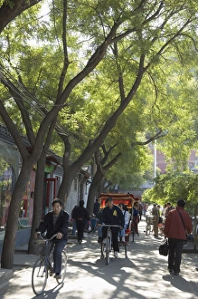 Rick Shaw Prints: A tree lined avenue in a local neighbourhood, Hutong area of Beijing, China, Asia