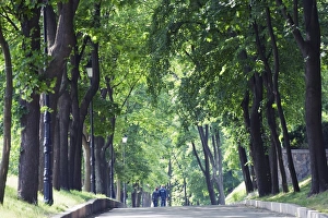 Avenue Prints: Tree lined avenue in Park Misky Sad, Kiev, Ukraine, Europe