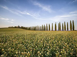 Val Dorcia Prints: Tree-lined avenue of Poggio Covili and a flowery field