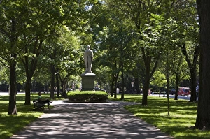 Lined Prints: Tree lined central mall in Commonwealth Avenue