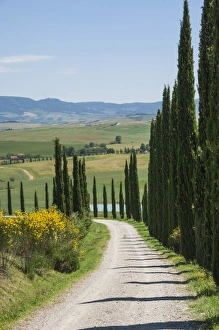 Cypress Tree Prints: Tree lined driveway, Val d Orcia, Tuscany, Italy, Europe
