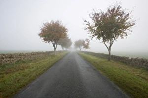 Tree Lined Prints: Empty tree lined road in fog, Yanworth, Gloucestershire, England, United Kingdom, Europe