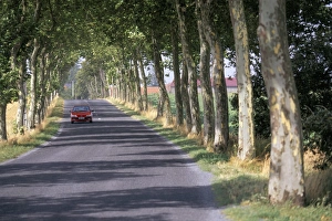 Shades Prints: Tree-lined road in France, Europe
