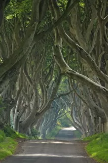 Traveling Collection: Tree lined road known as the Dark Hedges near Stanocum, County Antrim, Ulster