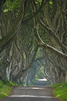 Images Dated 23rd May 2008: Tree lined road known as the Dark Hedges near Stanocum, County Antrim, Ulster