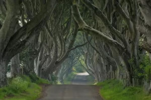 Images Dated 23rd May 2008: Tree lined road known as the Dark Hedges near Stanocum, County Antrim, Ulster