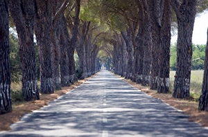 Images Dated 26th July 2007: Tree-lined road, Maremma, Tuscany, Italy, Europe