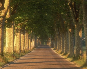 Uniformity Prints: Tree lined road, Provence, France, Europe