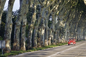 Motoring Prints: Tree lined rural road, Provence, France, Europe