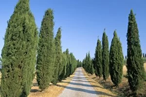 Tree lined rural road, Val d Orcia, Siena province, Tuscany, Italy, Europe