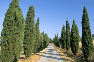 Rural Road Prints: Tree lined rural road, Val d Orcia, Siena province, Tuscany, Italy, Europe