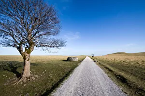 Tree above Malham, Yorkshire Dales, Yorkshire, England, United Kingdom, Europe