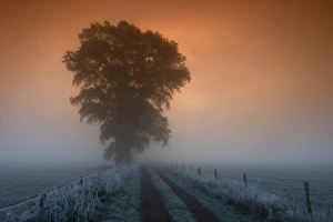 Bielefeld Prints: Tree in the morning fog