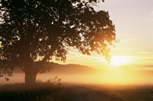 Tree and morning fog