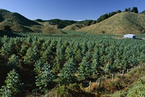 Forestry Prints: Tree plantation north of Rotorua in the Bay of Plenty region