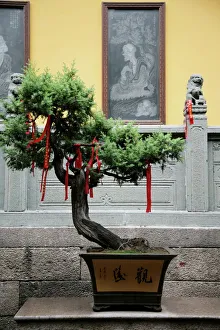 Tree with prayer ribbons, Jade Buddha temple, Shanghai, China, Asia