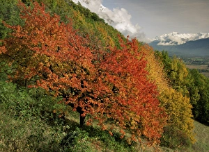 Savoie Prints: Tree with red autumnal foliage, near Chambery, Savoie, Rhone Alpes, France, Europe