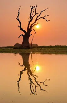 Mandalay Prints: Tree reflecting in Taung Tha Man Lake near U-Bein bridge at sunset