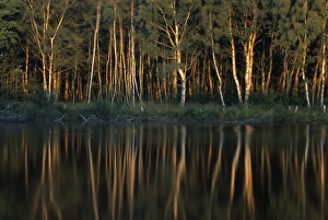 Hiller Moor Prints: Tree reflection