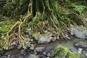 Tree roots and Avana stream, Avana Valley, Takitumu Conservation Area, Rarotonga