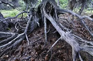 Images Dated 25th September 2009: Detail of tree roots, Banff National Park, Alberta, Canada, North America