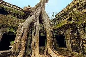Remains Prints: Tree roots on a gallery in 12th century Khmer temple Ta Prohm, a Tomb Raider film