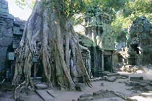 Dense Prints: Tree roots growing over ruins at archaeological site, Ta Prohm temple, Angkor