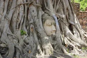 Oldest Prints: Tree roots growing around a sandstone buddha head in wat mahathat
