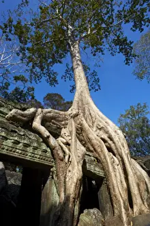 Roots Prints: Tree roots over temple ruins, Ta Prohm temple built in 1186 by King Jayavarman VII