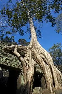 Images Dated 31st December 2010: Tree roots over temple ruins, Ta Prohm temple built in 1186 by King Jayavarman VII