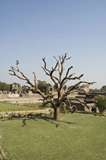 Royal Enclave Prints: Tree in the Royal Enclave