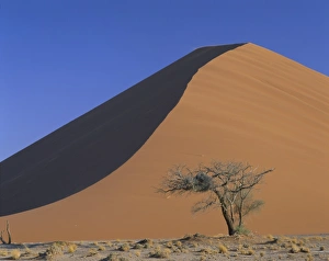 Waste Land Prints: Tree and sand dune