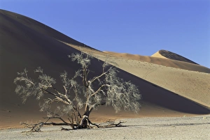 Sesriem Prints: Tree and sand dune near Sesriem
